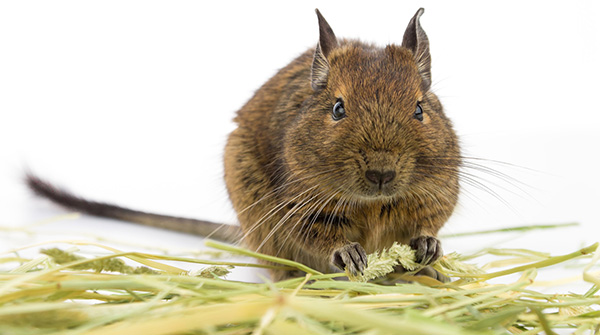 Photo of a degu eating hay