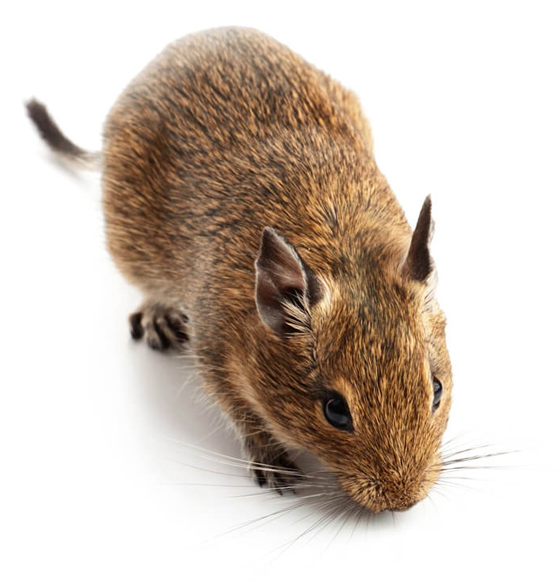 Photo of a real degu