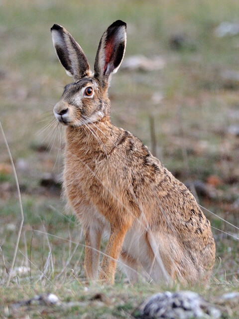 European Hare image
